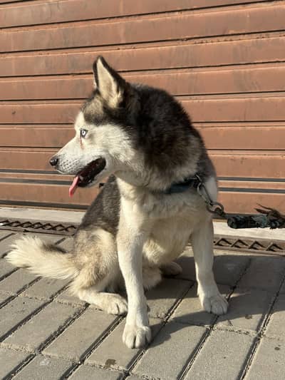 Husky for sale