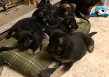 DOUBLE COAT GERMAN SHEPHERD PUPPIES AVAILABLE FOR SALE ONLY FOR FAMILS
