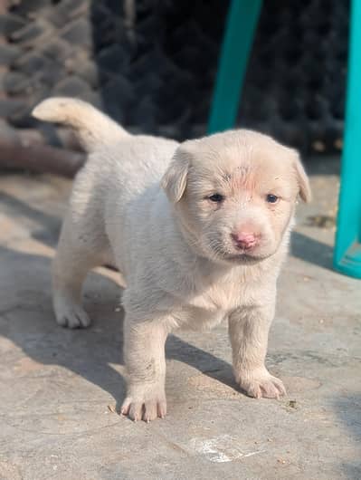 mashalla  healthy and active puppy bhot cute ha