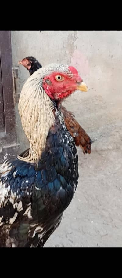 full aktv lana wala Bai sarif call pa rabta Kara 03045886359