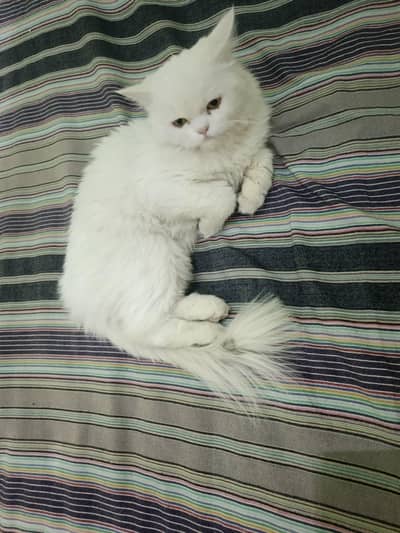 white colour ki Billi hai yah