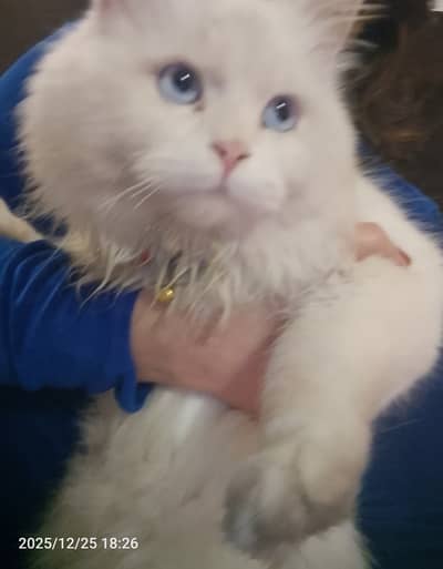White Persian cat/male cat/ blue eyed cat/ well trained cat