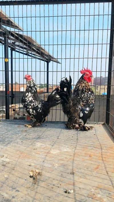 Fancy hens available