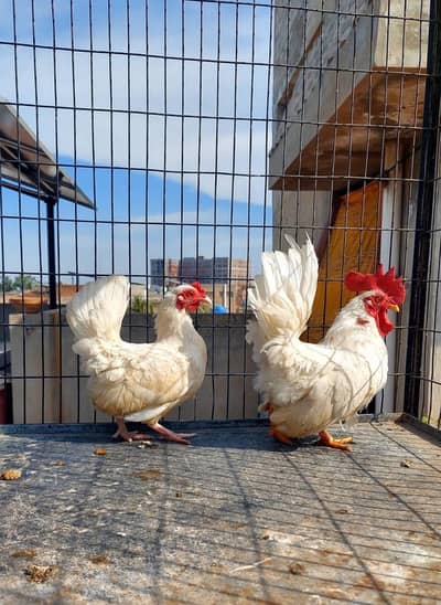 Fancy hens available