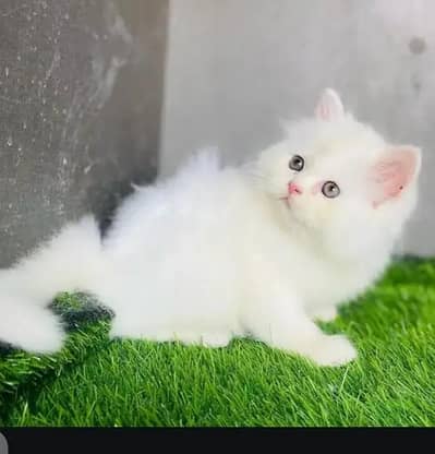 Persian female kitten for sale. my WhatsApp number 0320*24-100*47