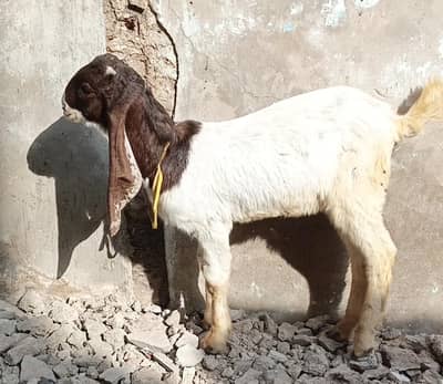 Abluck male bakra