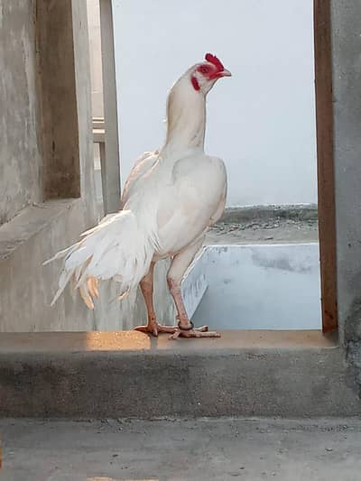 home breed wattsapp 03056377507