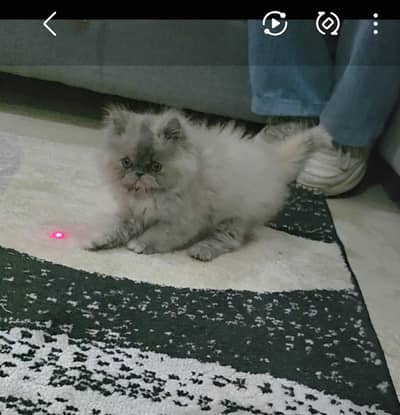 persion punch face kitten