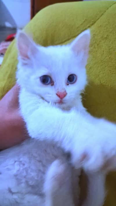 Rare White Persian Kitten (Pecific Blue Eyes)