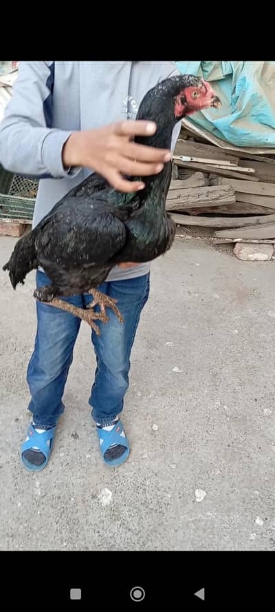 Aseel Thai or Mushki Madi