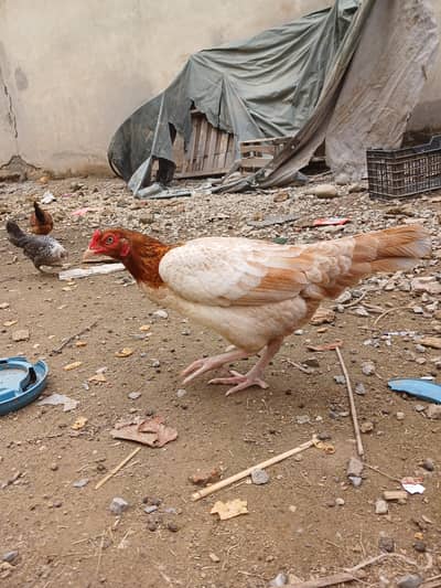 best hen friendly and full active and vaccinated