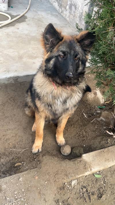 German shepherd puppy 6 month age