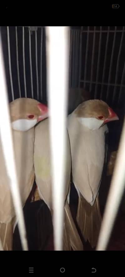 fawn java 3 breeder pair for sale Multan