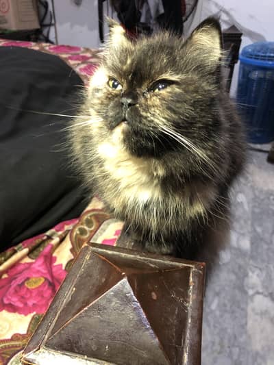 Persian cat for sale