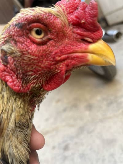 Aseel murga for sale 03009643530 whtsap contact