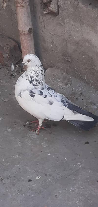 fresh and healthy breeder of pigeons looking for a new shelter