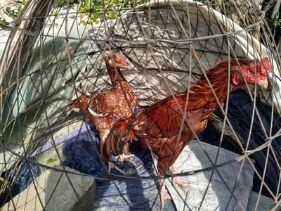 Mianwali Peela Pair (18 Months Old)