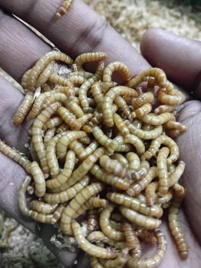 Mealworms