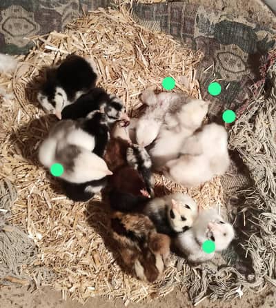 Aseel Paper white Heera chicks guranteed chuzy