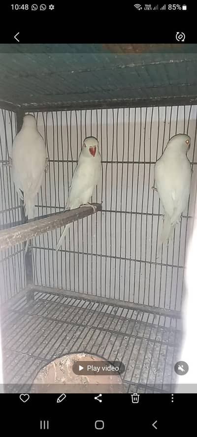 white ringneck 2 pairs