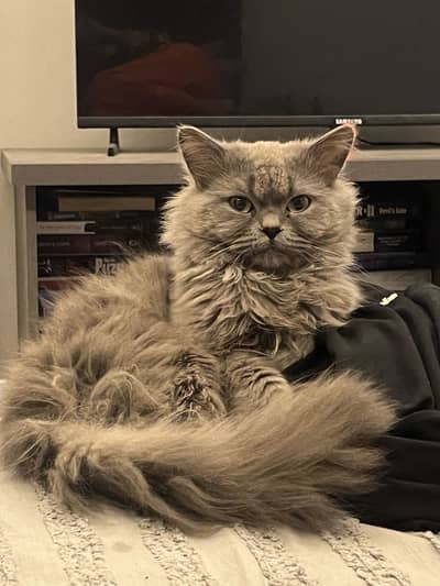 Male cat for breeding/mating