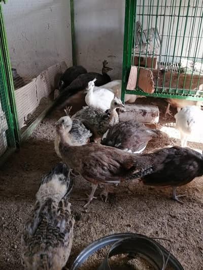 Green Java chicks for sale 03478614132 call whatsap