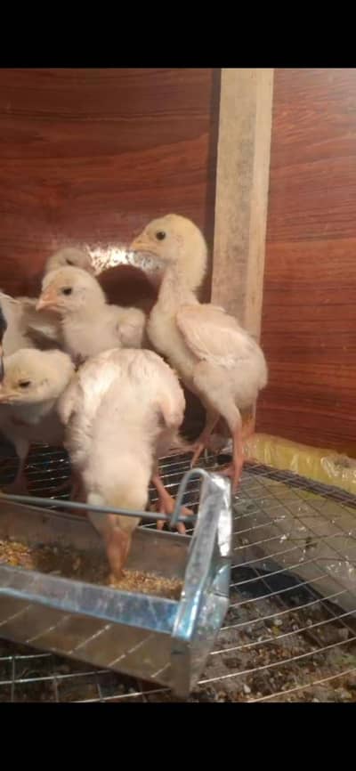 Shamo chicks | White german shamo chicks | king shamo chicks |