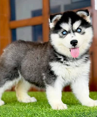 Siberian husky puppyMy WhatsApp number 03280797078