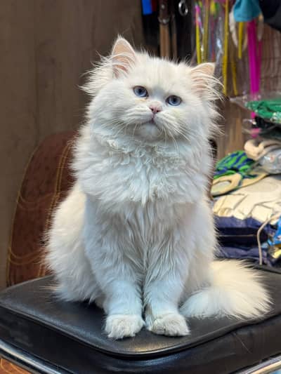 Persian Blue Eyes Male Kitten
