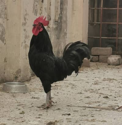 Mianwali aseel females and bangam