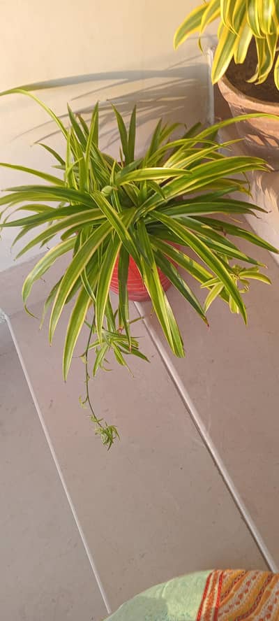 plants and original marble Urns