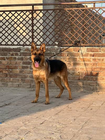 German shepherd dog forsale hai age 7 month whatsap 0321_7094814