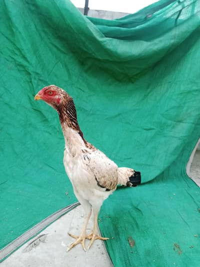 Japanese shamo breeder female