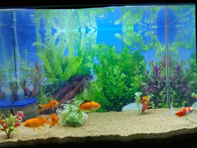 jsjajsszjos /03180738171