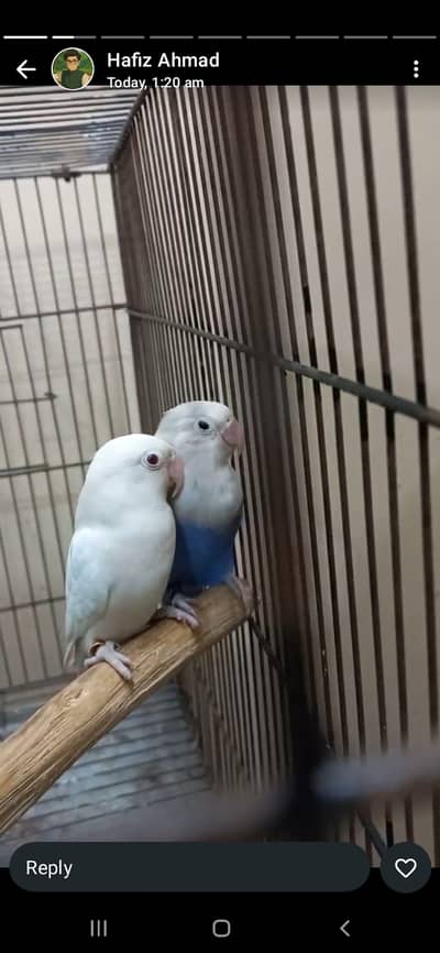 Lovebirds for sale