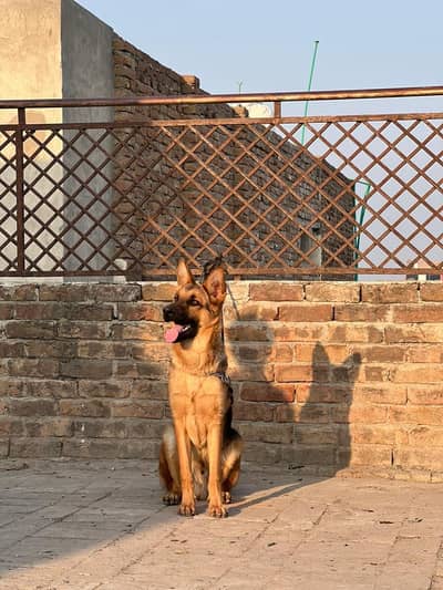 German shepherd dog forsale hai age 7 month whatsp 03069874302