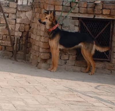 Alsatian female urgent sale only content WhatsApp 0340 1848 499