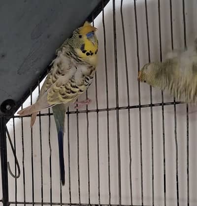 hogoromo disturb flower back frill male short fly and spangle female