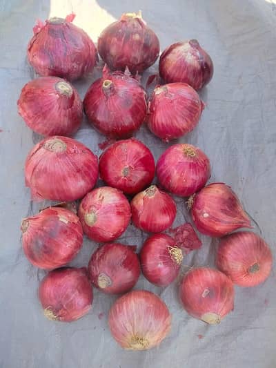 ONIONS POTATOES WHOLE SALE