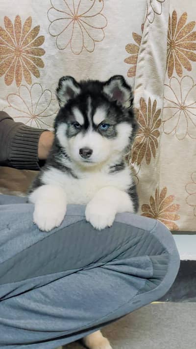 Husky puppies