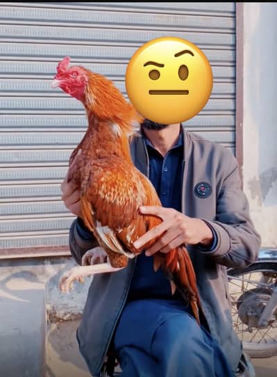 peela mianwali aseel murga 2800 gram