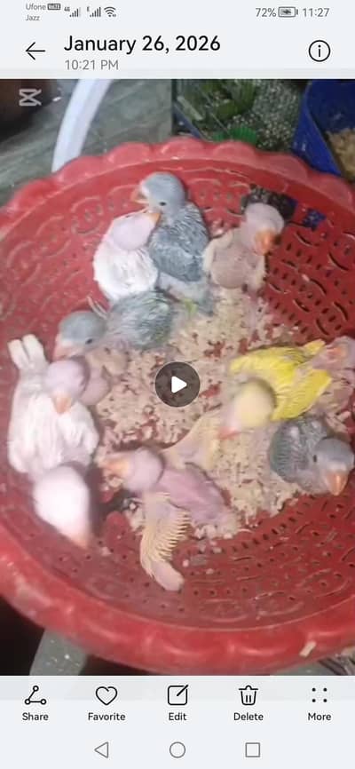 Raw chicks, yellow  ringneck chicks, green ringneck, chicks available