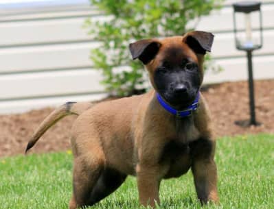 Belgian Melinois Puppy