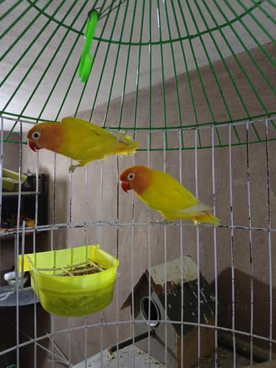 love bird parrots