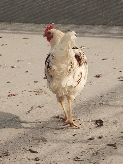 lohmann murga rooster for sale