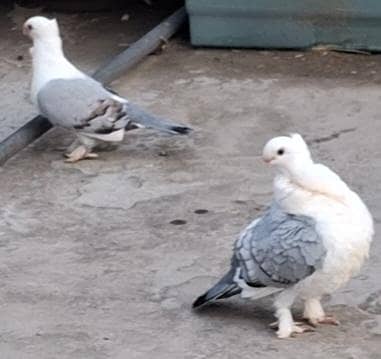 Sentinent Blue Bar Chicks pair and Silver Mukhi Chicks pair for sale.