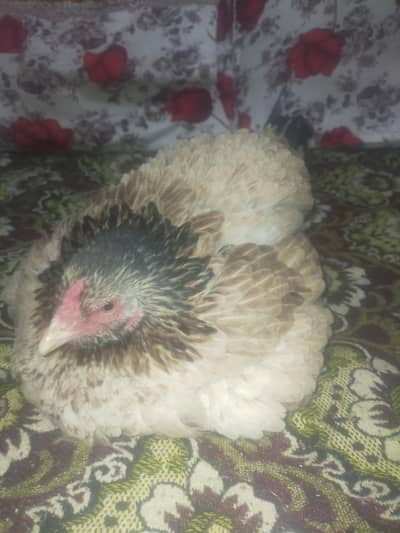 kurak Adeel murgi mianwali murgi 03014997144