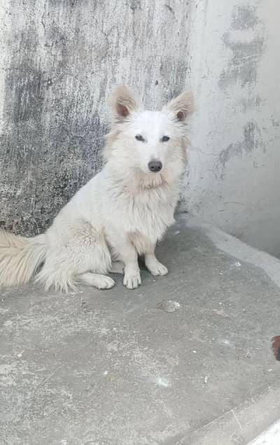 Russian male dog for sale