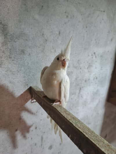 for sale white parrot