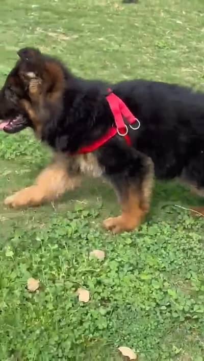 German Shepherd male pappy for sale